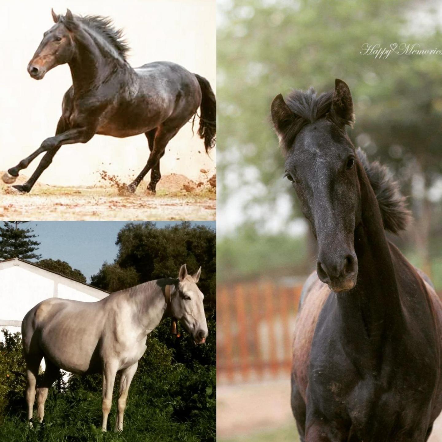 Horse Riding Country House Vila Franca de Xira Zewnętrze zdjęcie