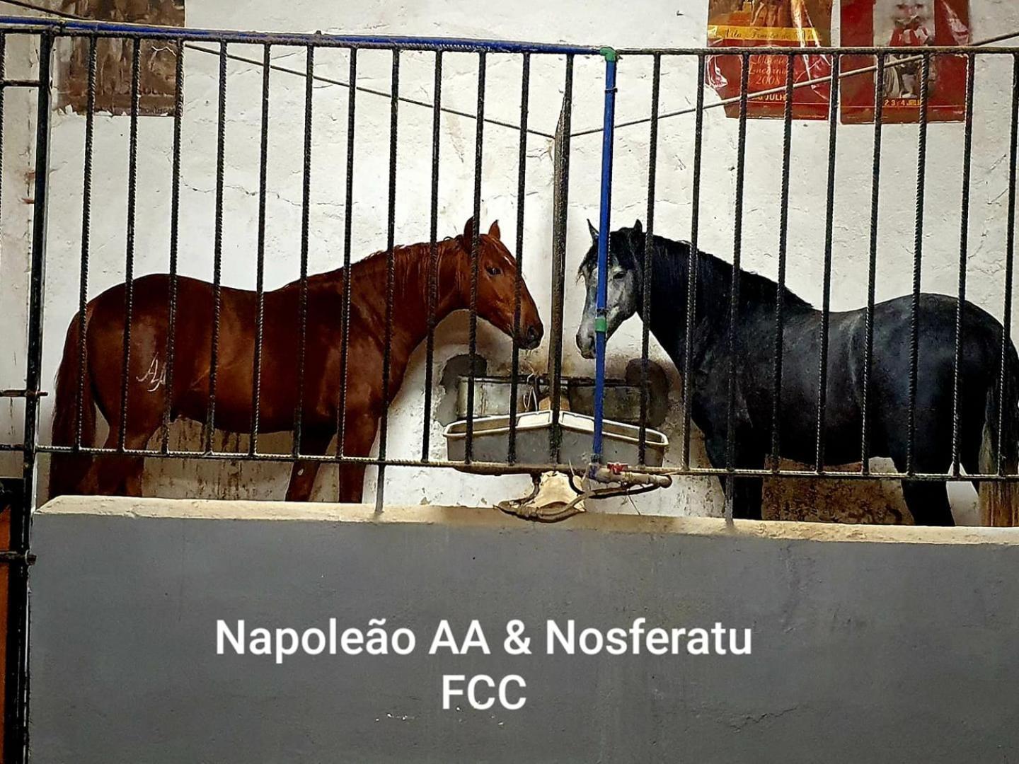 Horse Riding Country House Vila Franca de Xira Zewnętrze zdjęcie