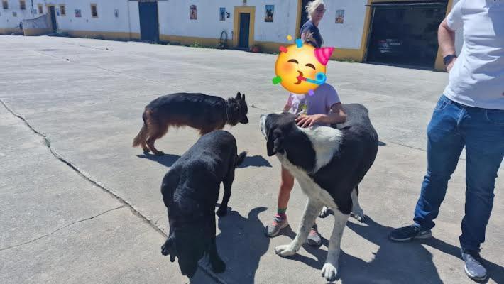 Horse Riding Country House Vila Franca de Xira Zewnętrze zdjęcie
