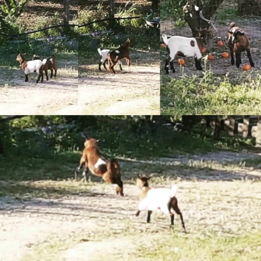 Horse Riding Country House Vila Franca de Xira Zewnętrze zdjęcie
